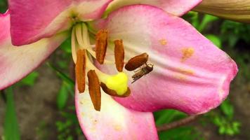 Winged bee slowly flies to the plant collect nectar video