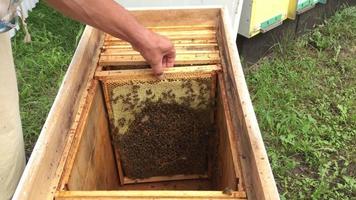 Wachswabe aus Bienenstock, gefüllt mit goldenem Honig video