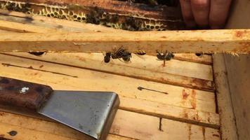 wax honeycomb from bee hive filled with golden honey video