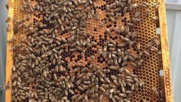 Panal de cera de colmena de abejas lleno de miel dorada video