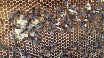 wild bees on honey honeycomb video