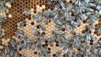 abejas silvestres en panal de miel