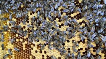 wild bees on honey honeycomb
