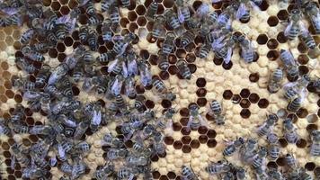 wild bees on honey honeycomb video