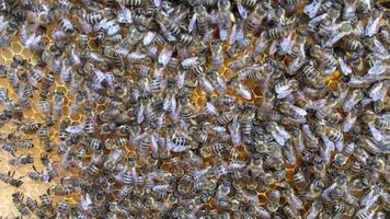 abeilles sur nid d'abeille miel video
