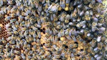 Bees on honey honeycomb