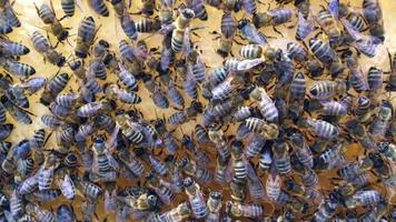 Bees on honey honeycomb