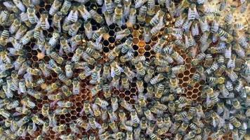 l'abeille ailée vole lentement vers la plante, recueille le nectar pour le miel