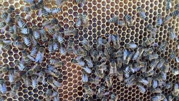 abeja alada vuela lentamente a la planta, recolecta néctar para miel
