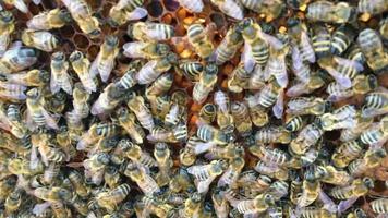 geflügelte Biene fliegt langsam zur Pflanze, sammelt Nektar für Honig