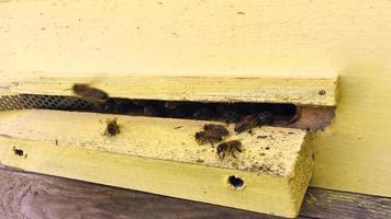 geflügelte Biene fliegt langsam zur Pflanze, sammelt Nektar für Honig video