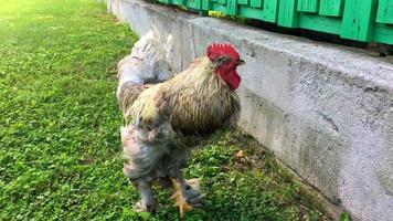 galo procurando comida na grama video