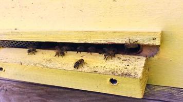 abelha alada voa lentamente para a planta, colete o néctar para o mel video