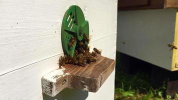 abeja alada vuela lentamente a la planta, recolecta néctar para miel video