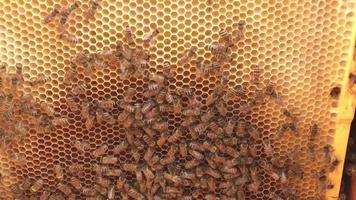 ruche d'abeilles remplie de rayons de miel en cire video