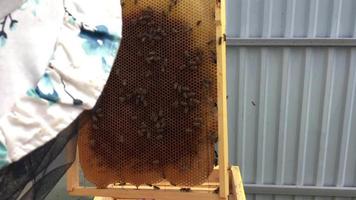 panal de miel de una colmena de abejas video