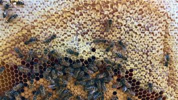 l'abeille ailée vole lentement vers la plante, recueille le nectar pour le miel video