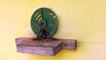 l'abeille ailée vole lentement vers la plante, recueille le nectar pour le miel video