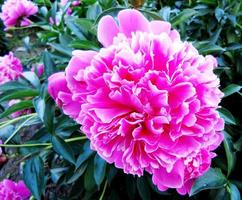 The colorful photo shows blooming flower peony