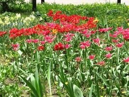 tulipán flor roja floreciente con hojas verdes, naturaleza viva foto