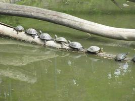 tortuga marina tomando el sol, vida salvaje en la playa del estanque foto