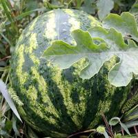 sandía entera de fruta verde joven foto