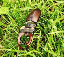 Male stag beetle with long and sharp jaws in wild forest photo