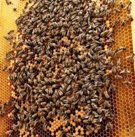 Background hexagon texture, wax honeycomb from a bee hive photo