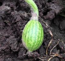whole young green fruit watermelon photo