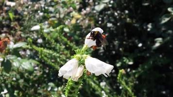 abeja alada vuela lentamente a la planta recolecta néctar