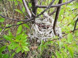 Baby woodpeckers waiting on their mother photo