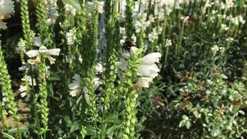 Winged bee slowly flies to the plant collect nectar video