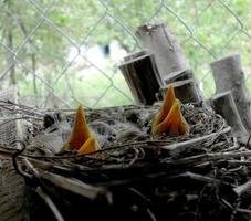 pájaros carpinteros bebés esperando a su madre foto