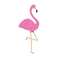 flamingo tropical animal on white background vector