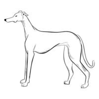 perro galgo aislado sobre fondo blanco. vector