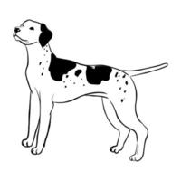 Pointer dog isolated on white background. vector