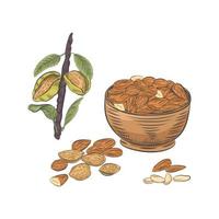 Almonds in bowl and on branch vector sketch.