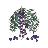 Acai berries on branches with leaves vector illustration.