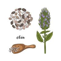 Chia plant and seeds hand drawn sketch. vector