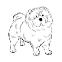 perro chow chow aislado sobre fondo blanco. vector