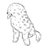 Old English Sheepdog dog isolated on white background. vector