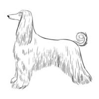 Afghan hound dog isolated on white background. vector