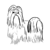 perro shih tzu aislado sobre fondo blanco. vector