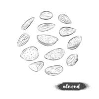 Almond nuts vector sketch.