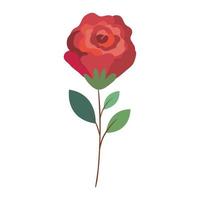flor rosa roja vector
