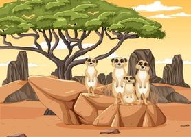 Desert background with a group of meerkats vector