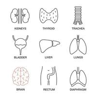 conjunto de iconos lineales de órganos internos. riñones, tiroides, tráquea, vejiga urinaria, hígado, pulmones, cerebro, recto, diafragma. símbolos de contorno de línea delgada. Ilustraciones de vectores aislados