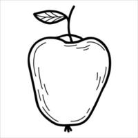 Beautiful Apple. Vector illustration. Linear hand drawing doodle