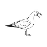 Sketch of flying seagulls. Hand drawn illustration converted to vector. Line art style isolated on white background. vector