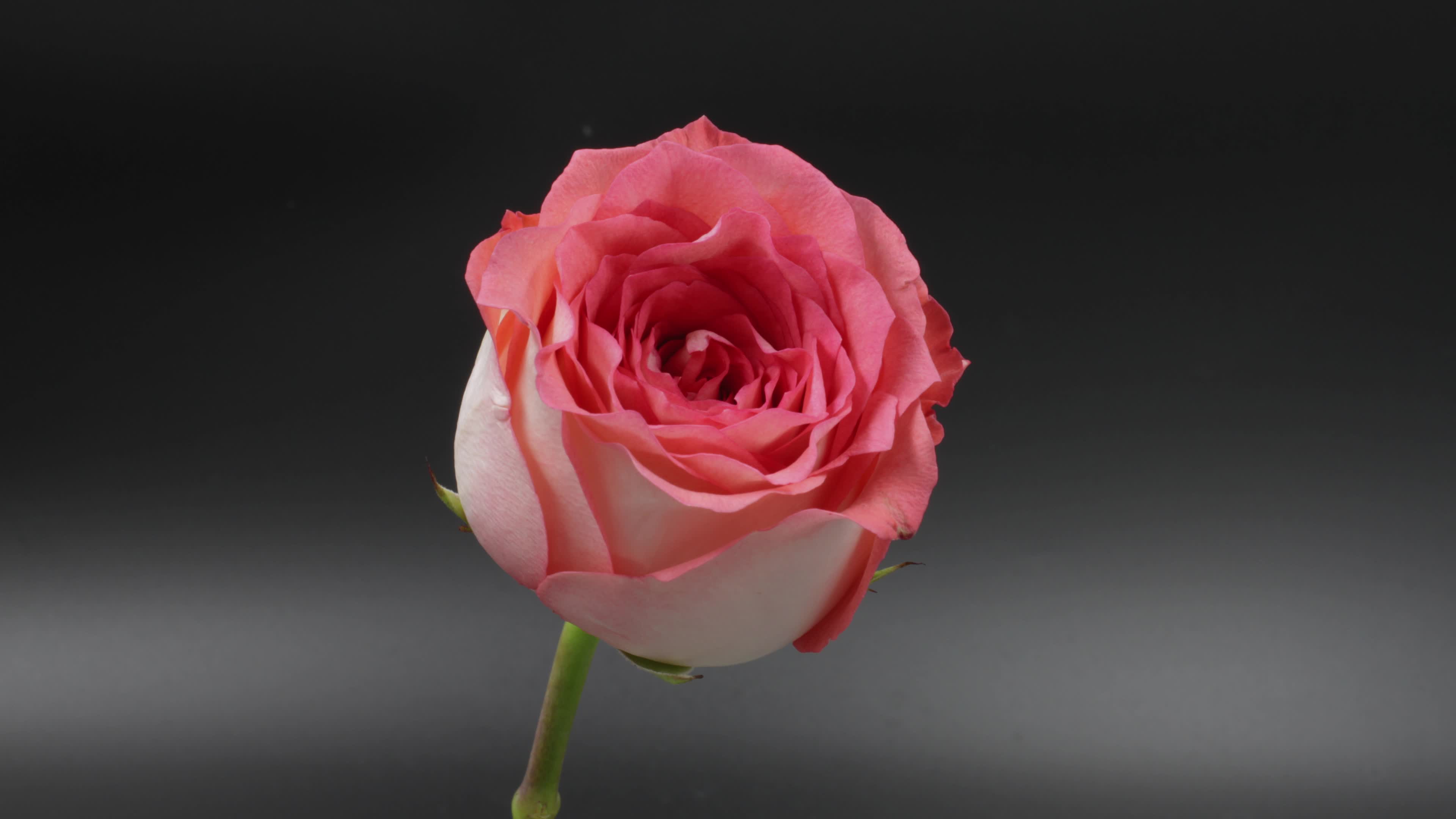 Discover 79+ single pink rose wallpaper best - vova.edu.vn